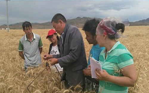 小麥種植（損失）基地查勘現(xiàn)場(chǎng)